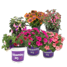 Petunia, Calybrachoa, Osteospernum of Fuchsia